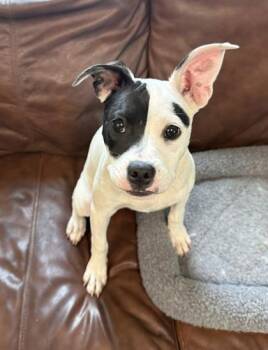 Beebee -  Boston Terrier and Pit Bull Terrier Dog for Adoption in Morton Grove, Illinois - Beebee | PetCurious