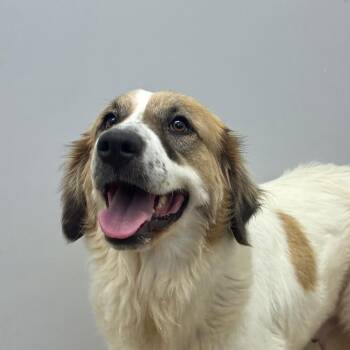 Australian Shepherd Dogs Available for Adoption in Corpus Christi, Texas - Jean Grey | PetCurious
