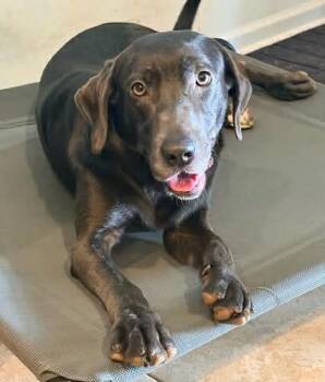 Black Labrador Retriever Dogs Available for Adoption in Killingworth, Connecticut - Ripley #7 | PetCurious