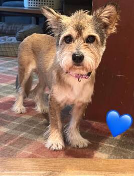 Rescue Miniature Schnauzer and Border Terrier Dogs for Adoption in Sagaponack, New York - Harry | PetCurious