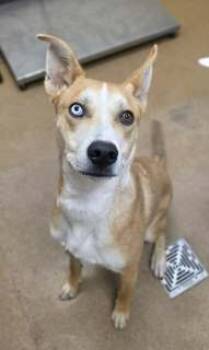 Rescue Siberian Husky and Mixed Breed Dogs for Adoption in Apple Valley, California - Blue | PetCurious