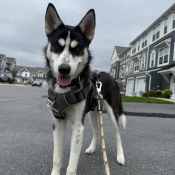 Rescue Husky Dogs for Adoption in Myerstown, Pennsylvania - Captain | PetCurious