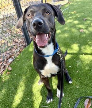 Mixed Breed Dogs Available for Adoption in Jacksonville, Florida - TRIP | PetCurious