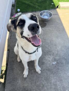 Riggs -  Cattle Dog and German Shepherd Dog Dog for Adoption in Palos Heights, Illinois - Riggs | PetCurious