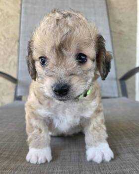 Maltese and Poodle Dogs Available for Adoption in Corona, California - Cabo | PetCurious