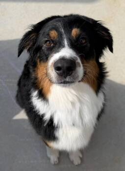 1142 Shep -  Australian Shepherd Dog for Adoption in Ringwood, Illinois - 1142 Shep | PetCurious