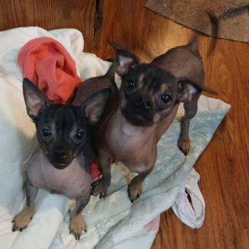 Donte -  Xoloitzcuintli Mexican Hairless Dog for Adoption in Falls Church, Virginia - Donte | PetCurious