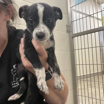 Gunslinging Girthtrude -  Border Collie Dog for Adoption in Sonora, California - Gunslinging Girthtrude | PetCurious