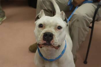 Rescue Mixed Breed Dogs for Adoption in Columbia, South Carolina - DIAMOND | PetCurious