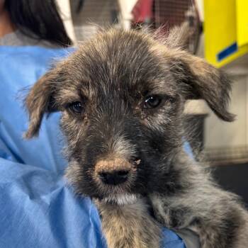 Hilton -  Mixed Breed Dog for Adoption in Moab, Utah - Hilton | PetCurious