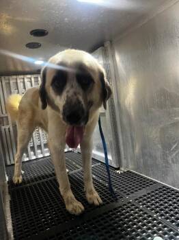 Mark -  Great Pyrenees Dog for Adoption in Douglasville, Georgia - Mark | PetCurious