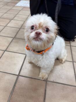 Theo -  Shih Tzu Dog for Adoption in Edison, New Jersey - Theo | PetCurious