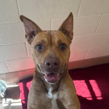 Pit Bull Terrier Dogs Available for Adoption in Reno, Nevada - Autumn | PetCurious