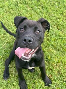 JJ -  Mixed Breed Dog for Adoption in Metter, Georgia - JJ | PetCurious