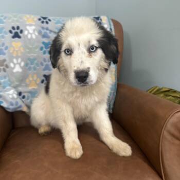 Great Pyrenees and Husky Dogs Available for Adoption - Ares | PetCurious