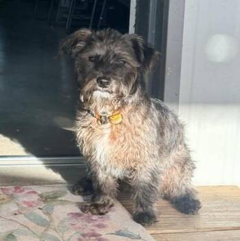 Rat Terrier and Maltese Dogs Available for Adoption - Buzz | PetCurious