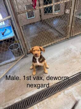Lloyd -  Labrador Retriever and Pit Bull Terrier Dog for Adoption in Calgary, Alberta - Lloyd | PetCurious