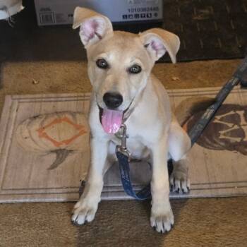 Lucy June Scout -  Yellow Labrador Retriever and Carolina Dog Dog for Adoption in Friendswood, Texas - Lucy June Scout | PetCurious