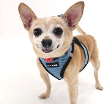 Hotrod 14349 -  Chihuahua Dog for Adoption in San Francisco, California - Hotrod 14349 | PetCurious
