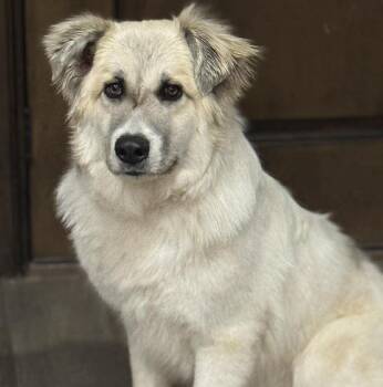 Great Pyrenees Dogs Available for Adoption - Kiva  | PetCurious