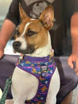 Rescue Jack Russell Terrier and American Bully Dogs for Adoption in Abbotsford, British Columbia - Maisey | PetCurious