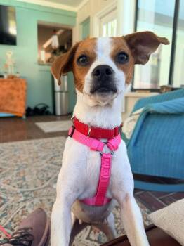 Dolly -  Jack Russell Terrier and Beagle Dog for Adoption in New Smyrna Beach, Florida - Dolly | PetCurious
