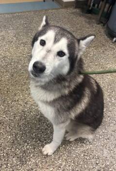 Dez -  Husky Dog for Adoption in Little Elm, Texas - Dez | PetCurious