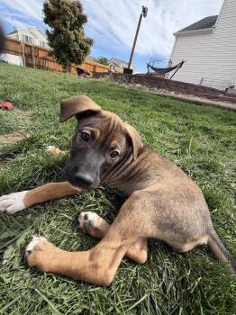 Pearl -  Labrador Retriever Dog for Adoption in Colorado Springs, Colorado - Pearl | PetCurious