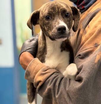 Leah -  Terrier Dog for Adoption in Carmel Hamlet, New York - Leah | PetCurious