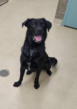 Woody -  Black Labrador Retriever and German Shepherd Dog Dog for Adoption in Zimmerman, Minnesota - Woody | PetCurious