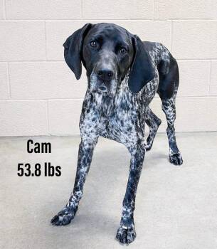 German Shorthaired Pointer Dogs Available for Adoption in Clearfield, Kentucky - Cam | PetCurious