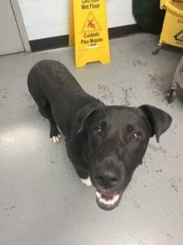Luna -  Black Labrador Retriever and Pit Bull Terrier Dog for Adoption in Sacramento, California - Luna | PetCurious