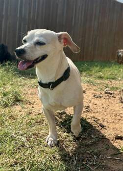 Georgy -  Chihuahua and Dachshund Dog for Adoption in Shawnee, Oklahoma - Georgy | PetCurious