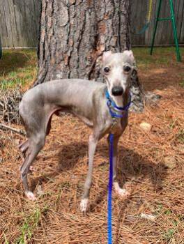 Rescue Italian Greyhound Dogs for Adoption in Argyle, Texas - Matteo (Mister Monte) - Katy TX -I Am Available For Adoption | PetCurious