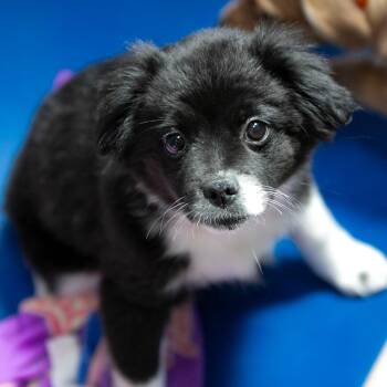 Shih Tzu and Mixed Breed Dogs Available for Adoption in Peyton, Colorado - Sweeper (AP26-146) | PetCurious