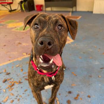 Appa -  Mixed Breed Dog for Adoption in Titusville, Florida - Appa | PetCurious