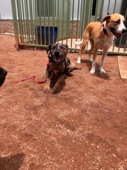 Pops -  Mixed Breed Dog for Adoption in Hobbs, New Mexico - Pops | PetCurious