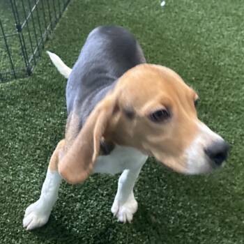 Y2F6 2019 -  Beagle Dog for Adoption in Loxahatchee Groves, Florida - Y2F6 2019 | PetCurious