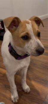 Border Collie and Terrier Dogs Available for Adoption - Riley | PetCurious