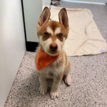 Milo -  Husky and Mixed Breed Dog for Adoption in Clavet, Saskatchewan - Milo | PetCurious