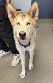 Rescue Siberian Husky Dogs for Adoption in Tulare, California - Wile-E | PetCurious