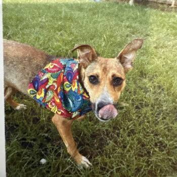 Frankie 1391 -  Mixed Breed Dog for Adoption in Loxahatchee Groves, Florida - Frankie 1391 | PetCurious