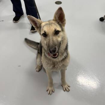 Emmy -  Shepherd and Husky Dog for Adoption in Bourbonnais, Illinois - Emmy | PetCurious