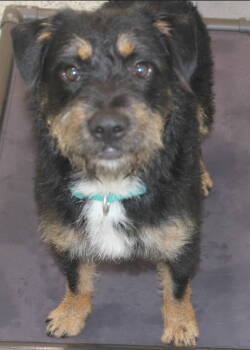 Rescue Terrier and Mixed Breed Dogs for Adoption in Chapel Hill, North Carolina - Olaf | PetCurious