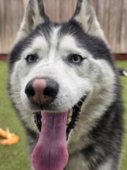 Nanook -  Siberian Husky and Mixed Breed Dog for Adoption in Eugene, Oregon - Nanook | PetCurious