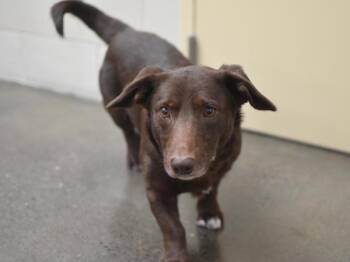 Tucker -  Labrador Retriever and Dachshund Dog for Adoption in Portland, Oregon - Tucker | PetCurious