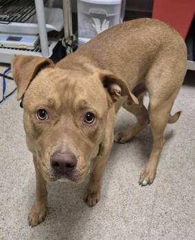 Mando - URGENT -  Pit Bull Terrier Dog for Adoption in Thousand Oaks, California - Mando - URGENT | PetCurious