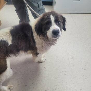 Owen 22509 -  Mixed Breed Dog for Adoption in Cumming, Georgia - Owen 22509 | PetCurious