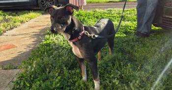 Rat Terrier Dogs Available for Adoption - Jade | PetCurious
