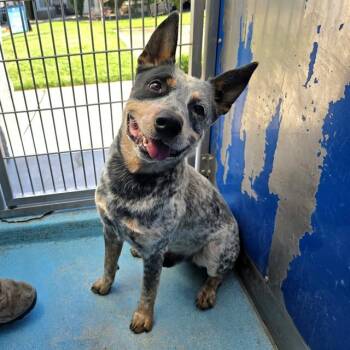PONGO -  Australian Cattle Dog Blue Heeler Dog for Adoption in Long Beach, California - PONGO | PetCurious
